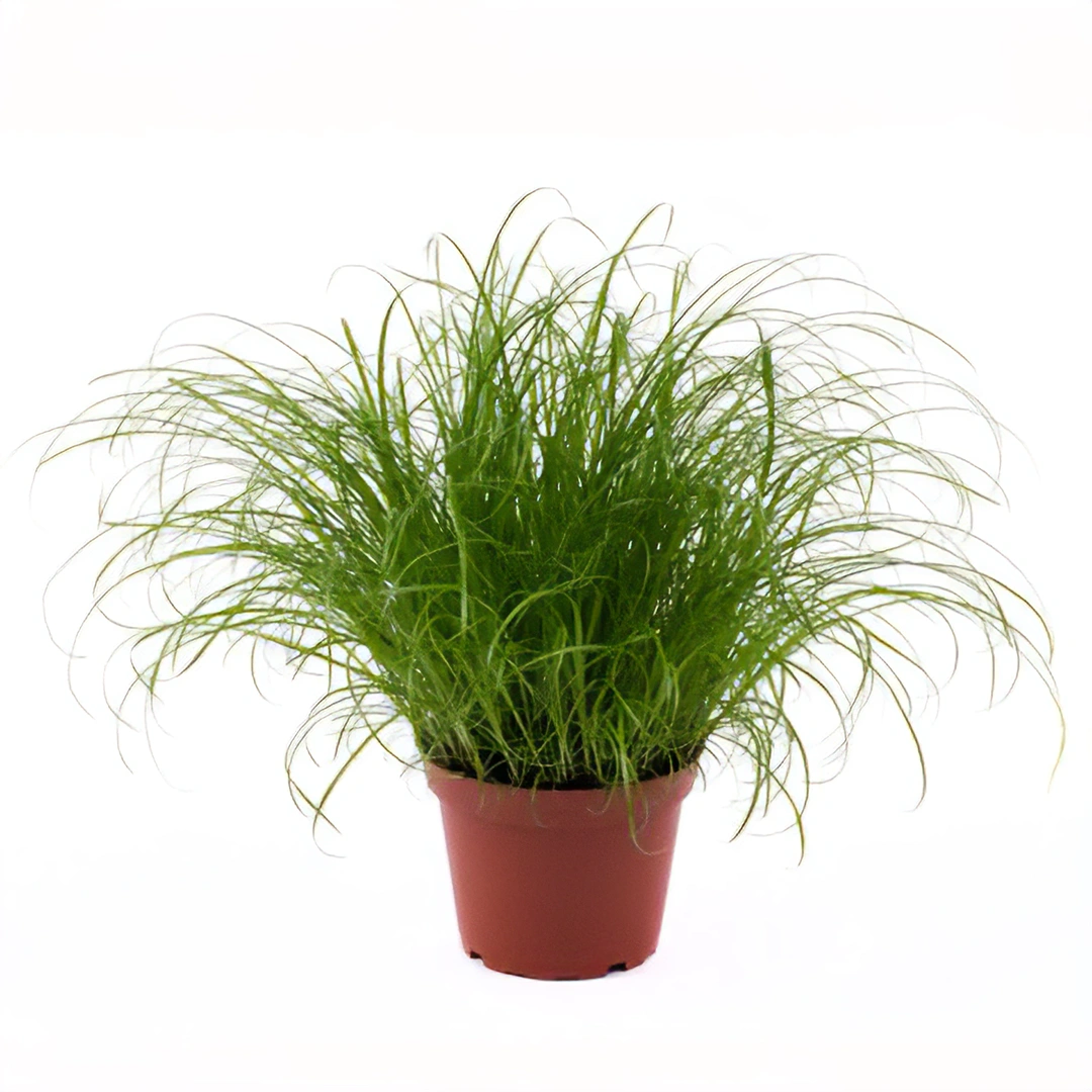 Cyperus Zumula