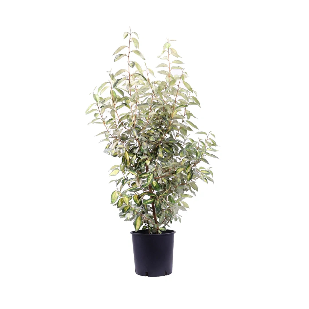 Elaeagnus Ebbingei