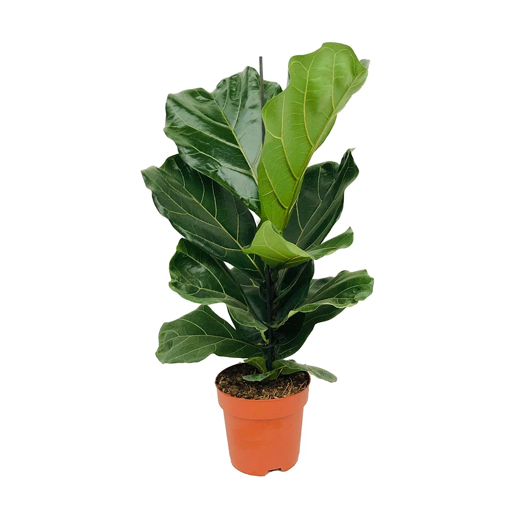 Ficus lyrata