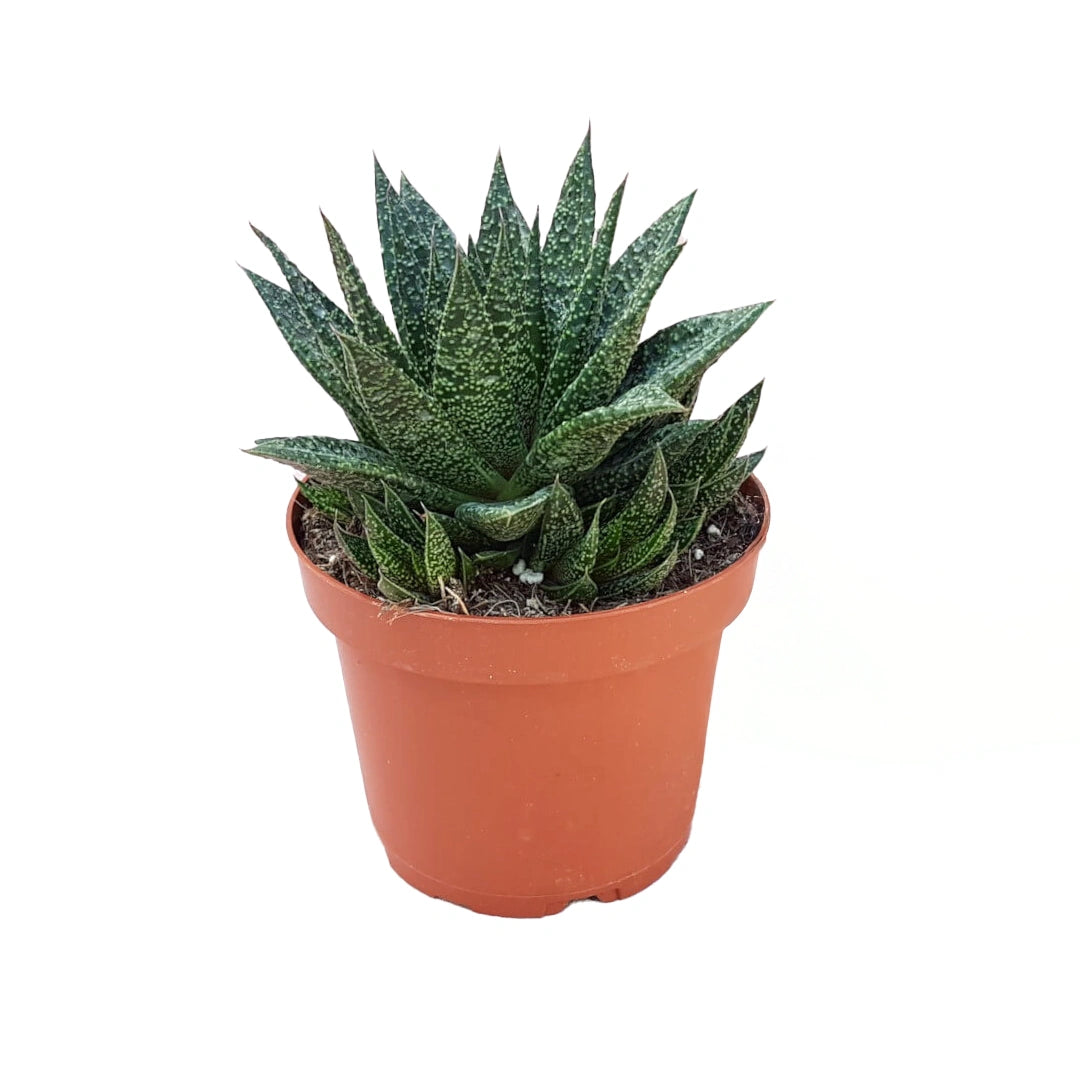 Gasteria Excelsa