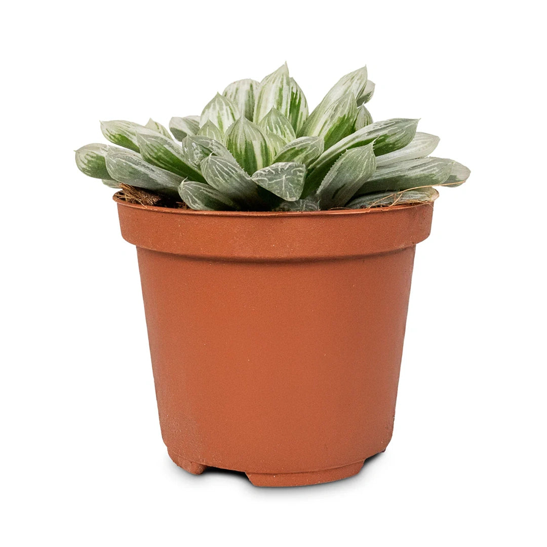 Haworthia Cooperi