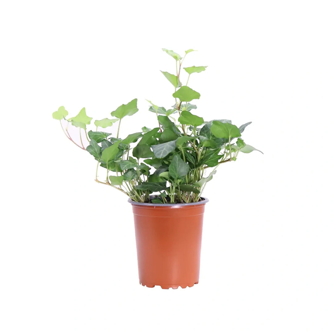 Hedera Elix Wonder