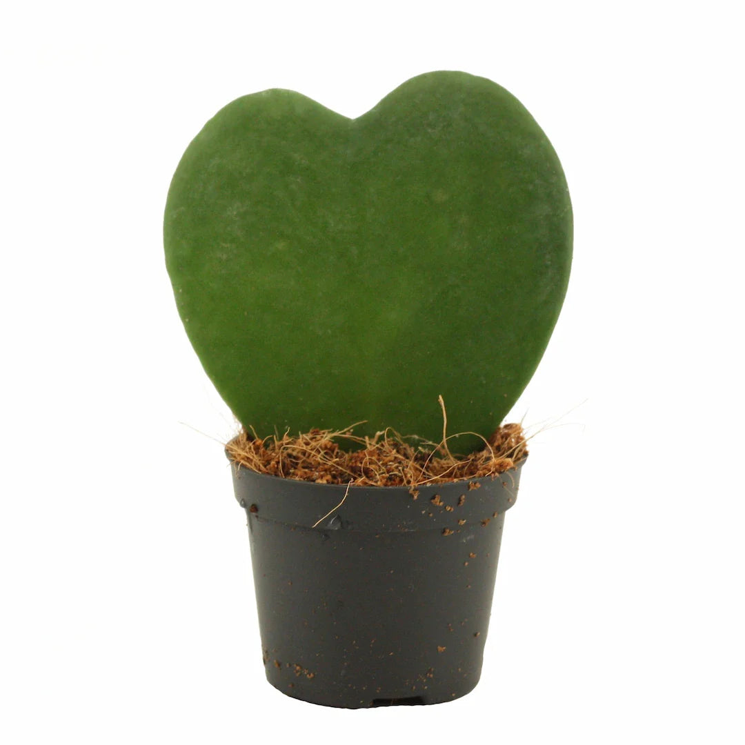 Hoya Kerrii
