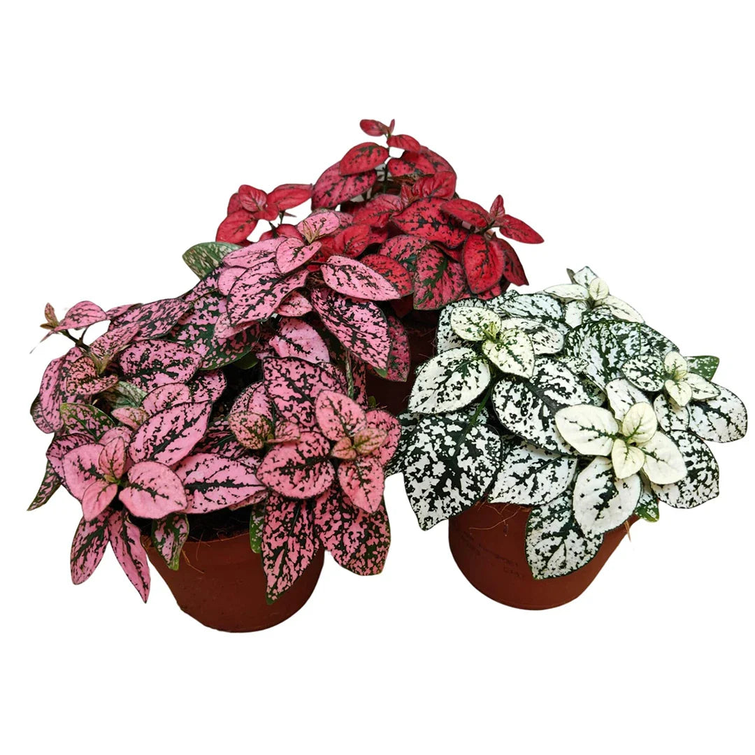 Hypoestes Mix