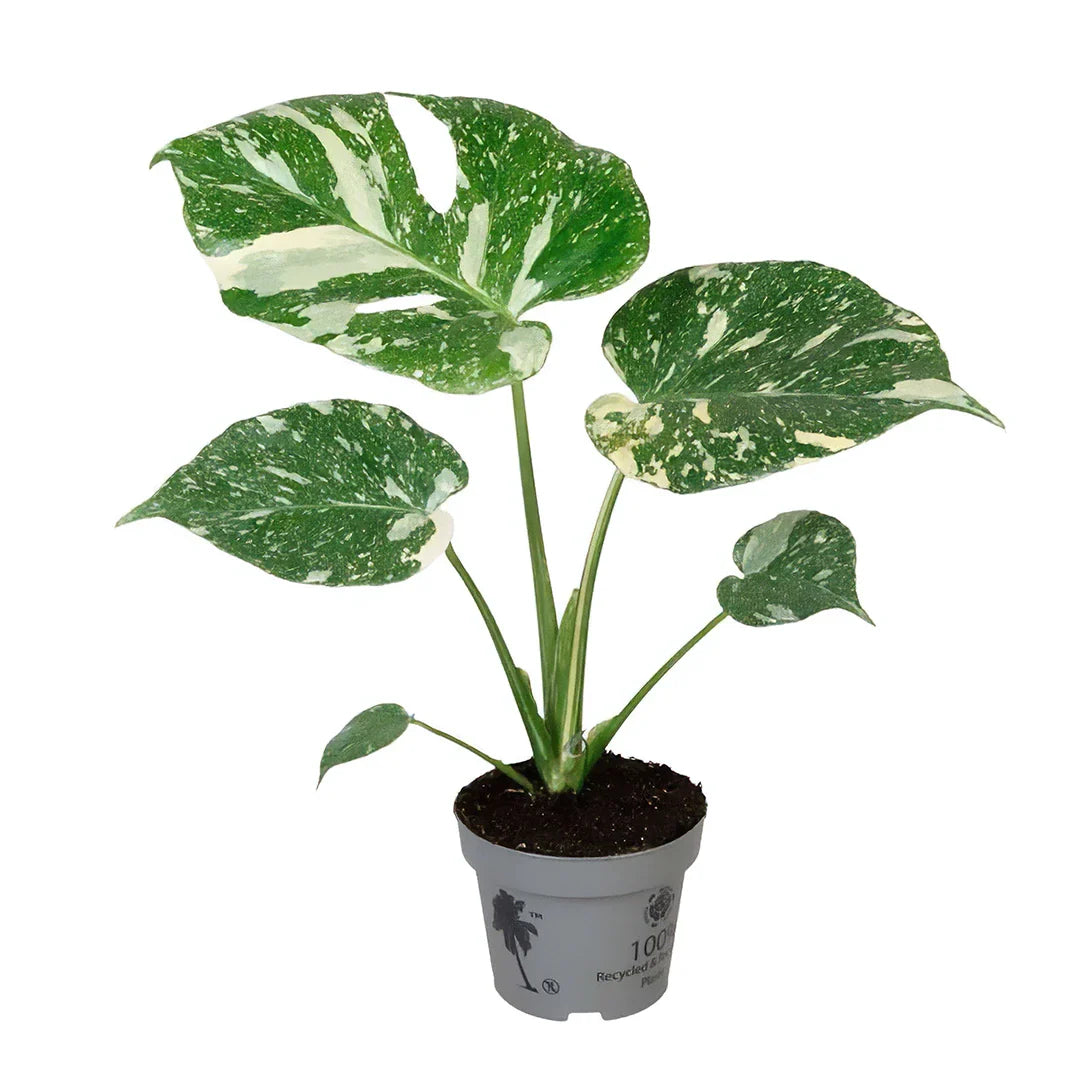 Monstera Thai Constellation