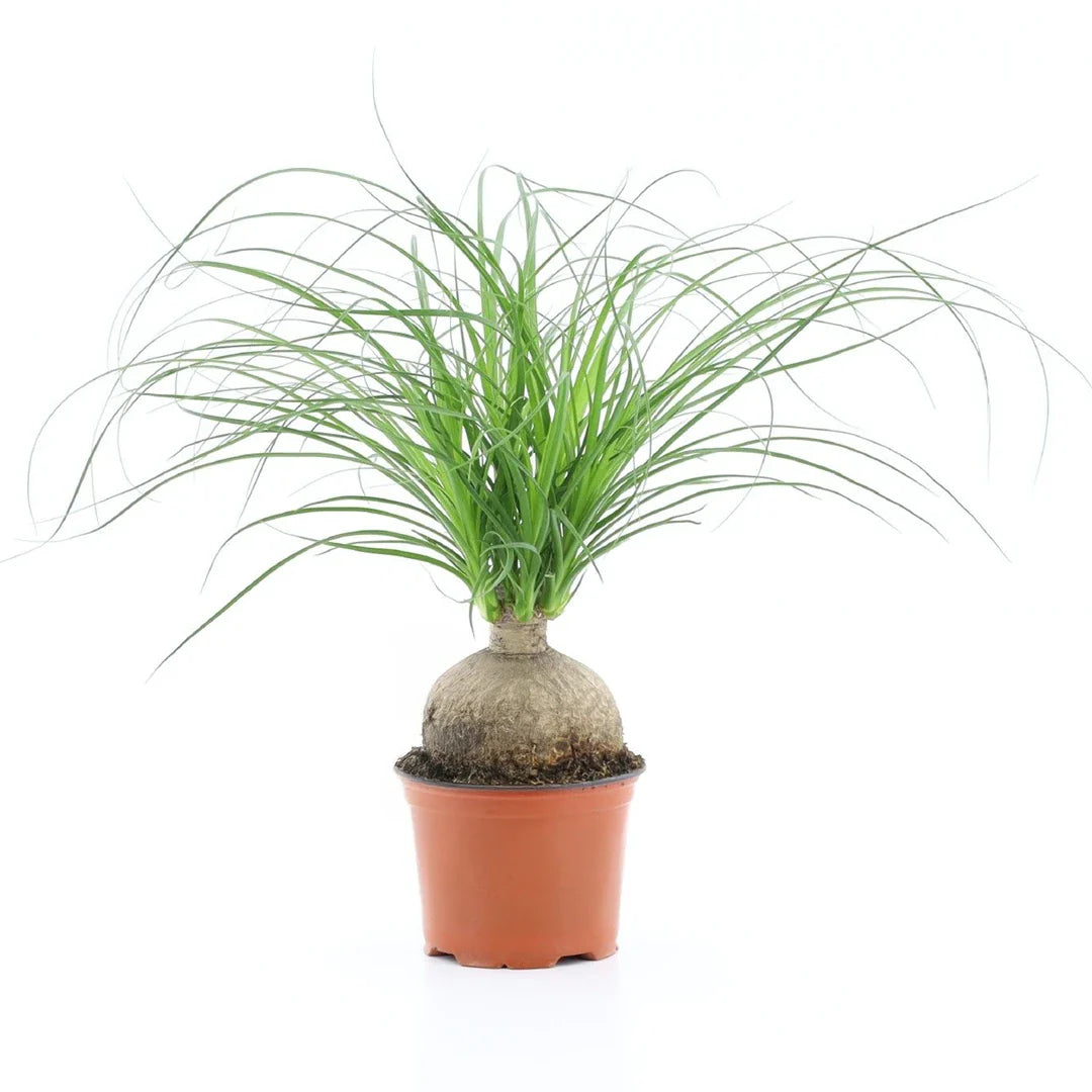 Nolina Recurvata