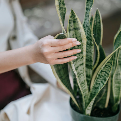 Pollice verde - la base per piante felici