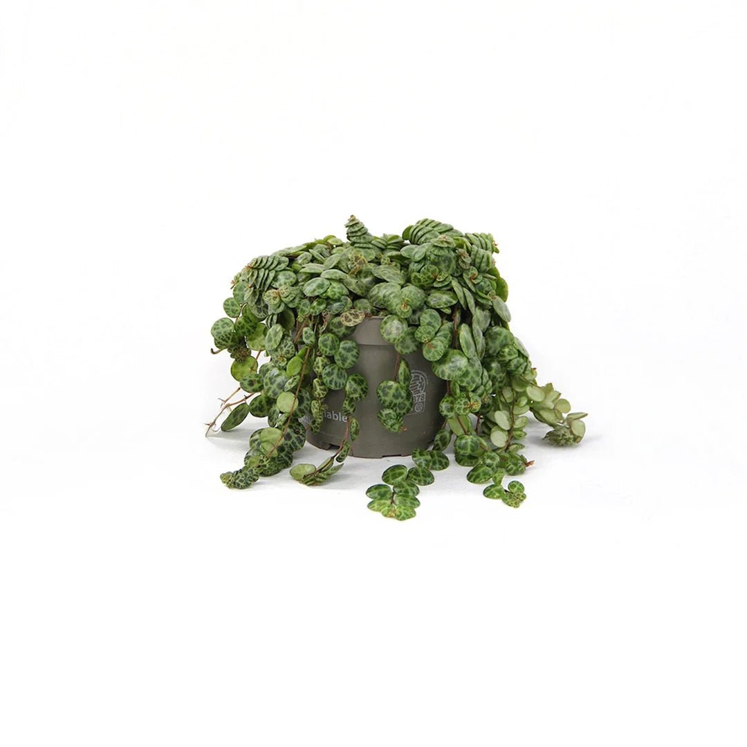 Peperomia Prostata
