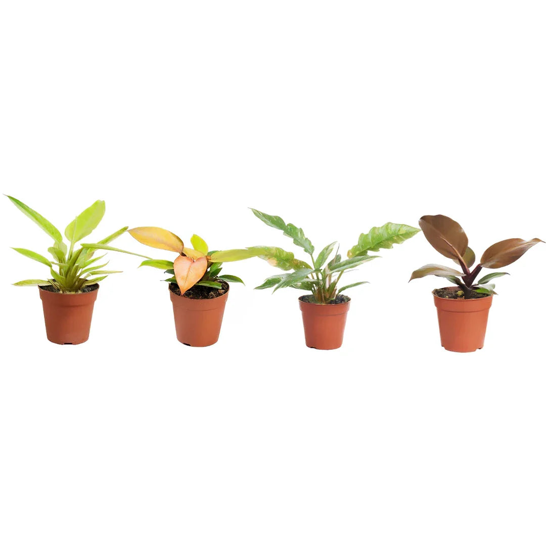 Philodendron Mix