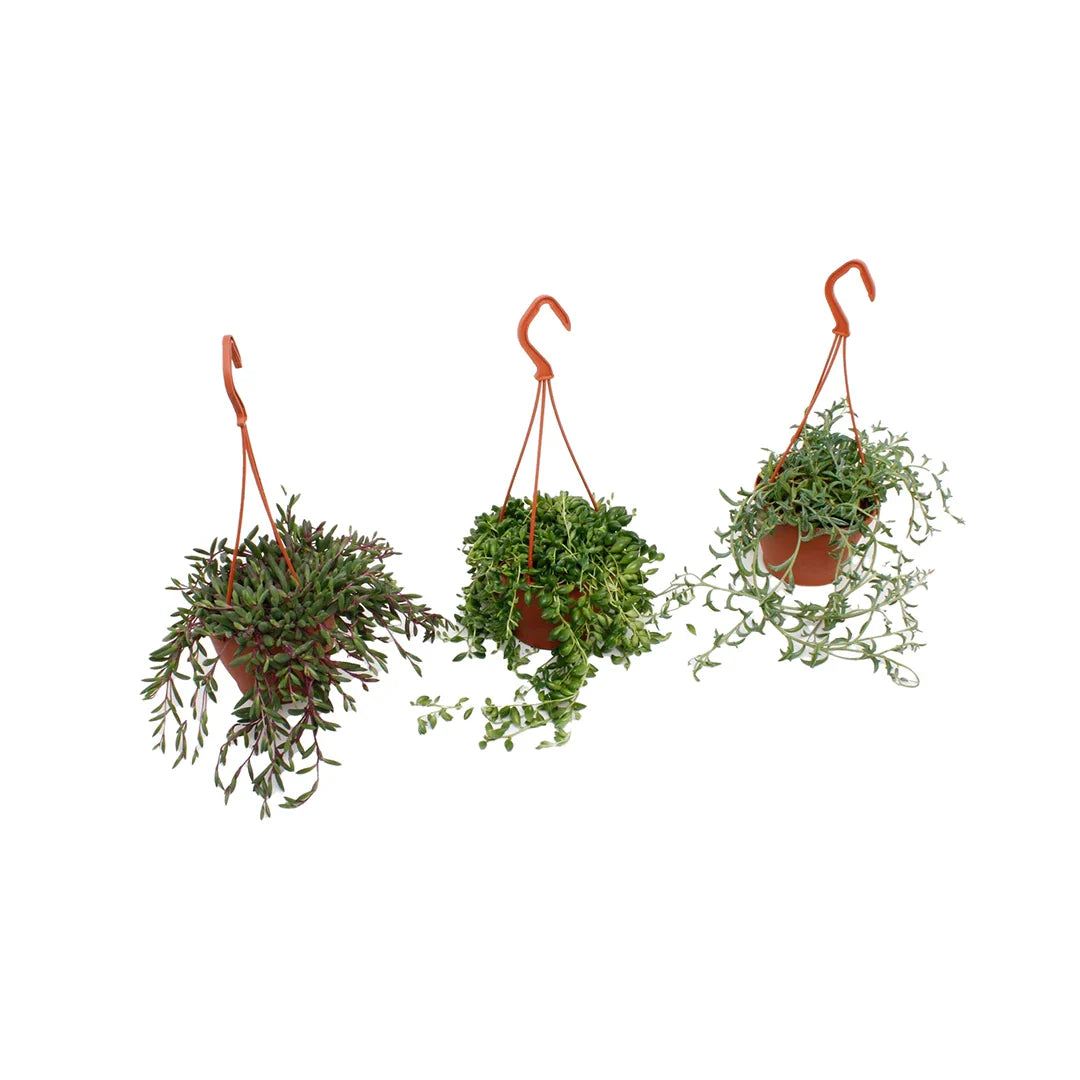 Senecio Mixed Hanging