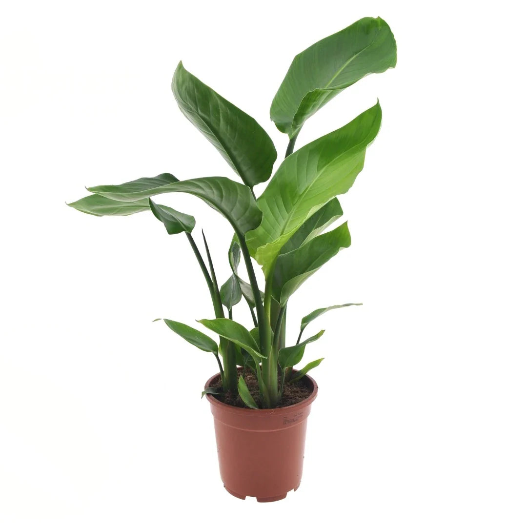 Strelitzia nicolai