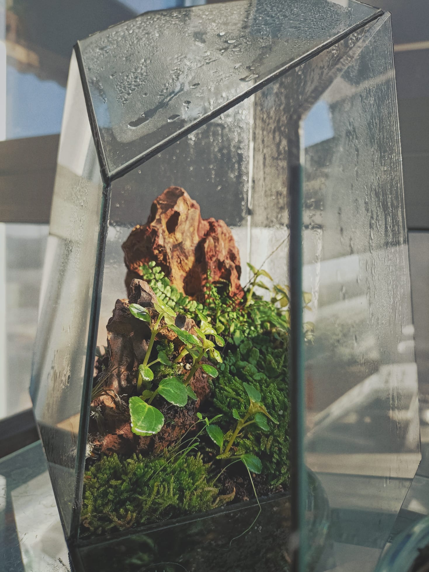 Terrario - Ecosistema in Miniatura