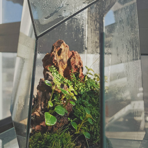 Terrarium - Principiante