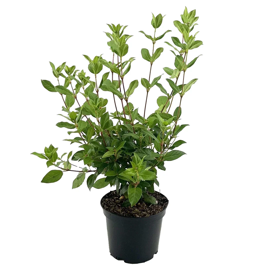 Viburnum tinus