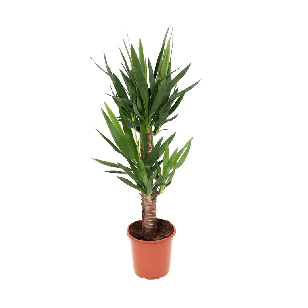 Yucca toef