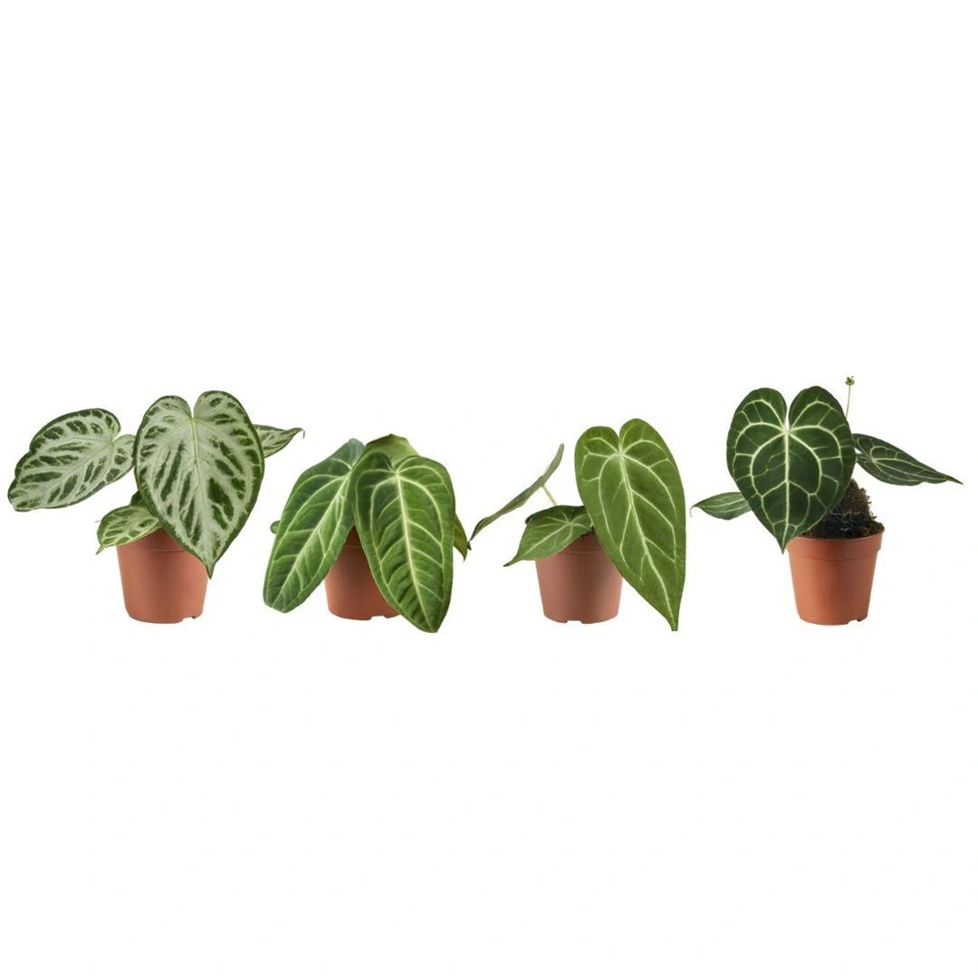Anthurium