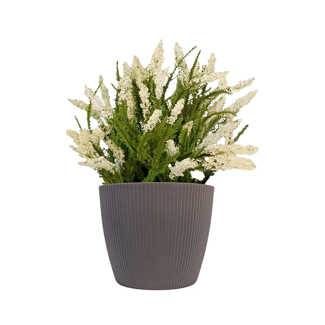 Erica Carnea