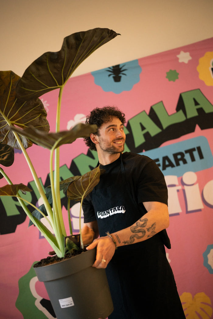 Piantala Milano — plant expert